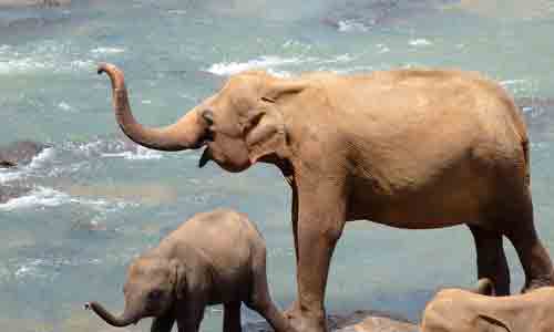 Lanka Tours with Shan - lankatourswithshan.com