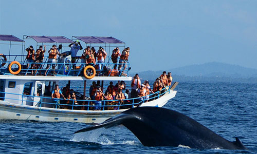 6 days Tour  - Lanka Tours with Shan - lankatourswithshan.com